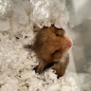 Meet your Posher, Daisy